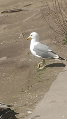 Larus californicus