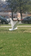 Larus californicus