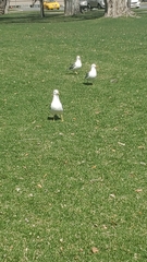 Larus californicus