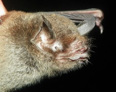 Pteronotus mesoamericanus