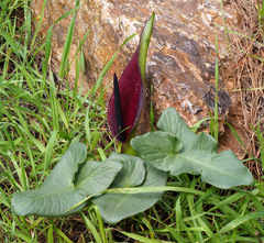 Arum palaestinum