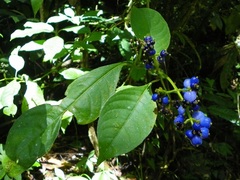 Palicourea brachiata