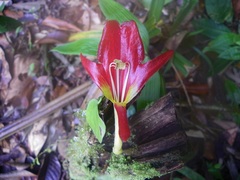 Columnea nicaraguensis