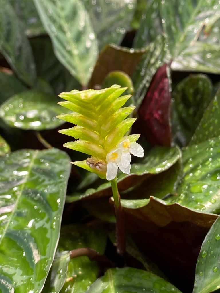 Ctenanthe burle-marxii