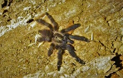 Psalmopoeus