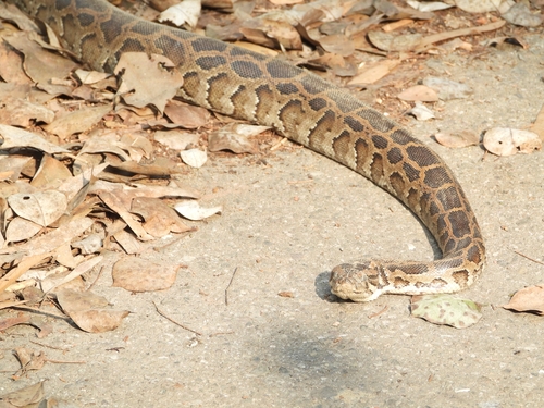 Burmese Python