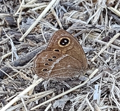 Pampasatyrus gyrtone