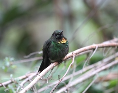 Heliangelus micraster