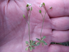 Draba verna