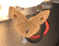 Brakefieldia perspicua