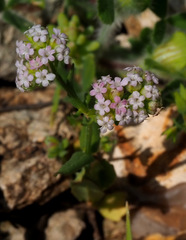 Valerianella vesicaria