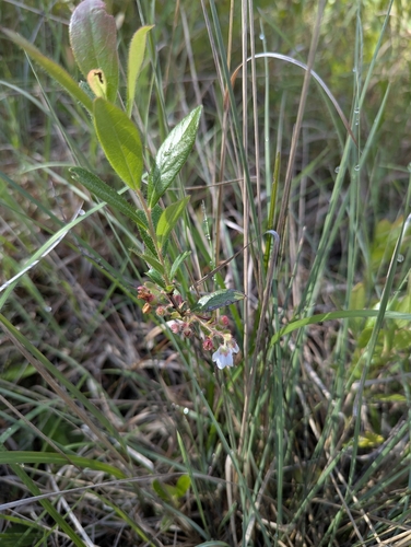 Gaylussacia mosieri, photograph 2