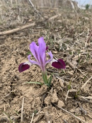 Iris kolpakowskiana