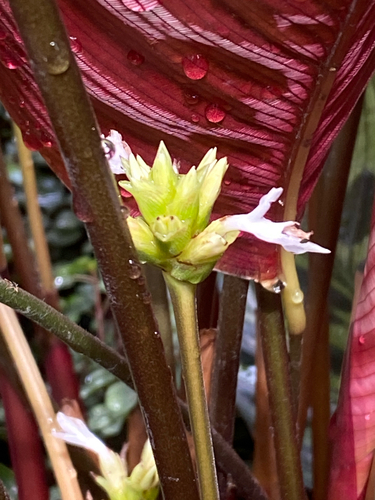 Goeppertia makoyana
