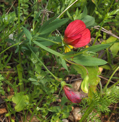 Lathyrus pseudocicera
