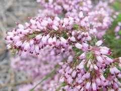 Erica nudiflora