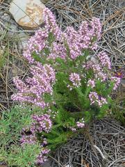 Erica nudiflora