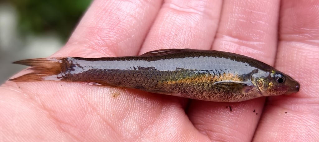 Parasinilabeo longibarbus