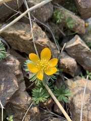 Eranthis longistipitata