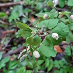Isopyrum thalictroides