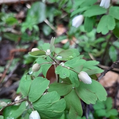 Isopyrum thalictroides