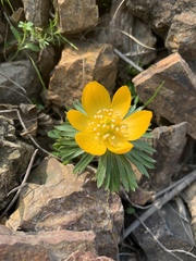 Eranthis longistipitata