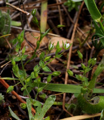 Arenaria leptoclados