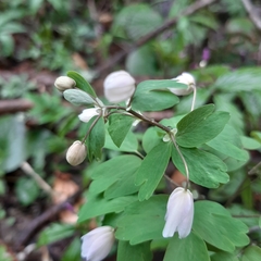 Isopyrum thalictroides