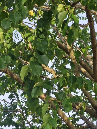 Foto de Groselha Branca