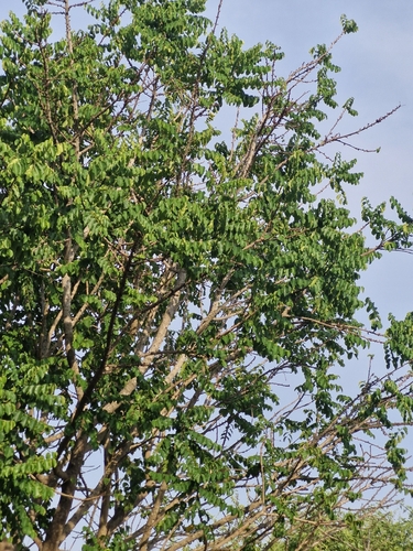 Foto de Groselha Branca