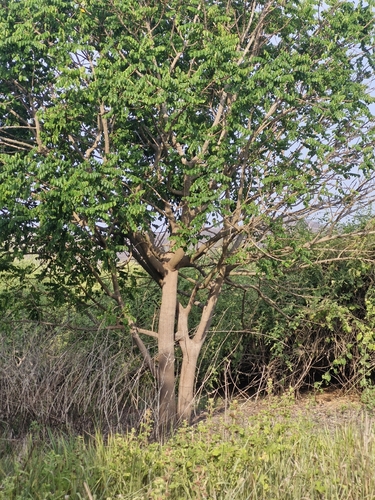 Foto de Groselha Branca