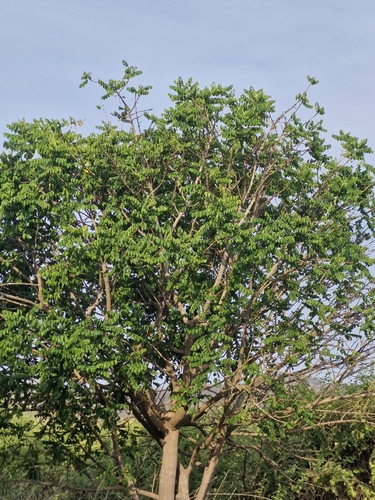 Foto de Groselha Branca