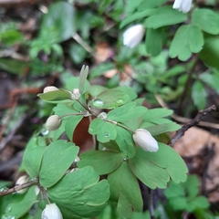Isopyrum thalictroides