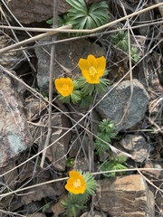 Eranthis longistipitata