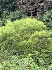 Pittosporum pentandrum