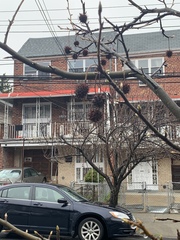 Liquidambar styraciflua