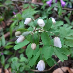 Isopyrum thalictroides