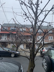 Liquidambar styraciflua