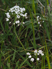 Allium palaestinum