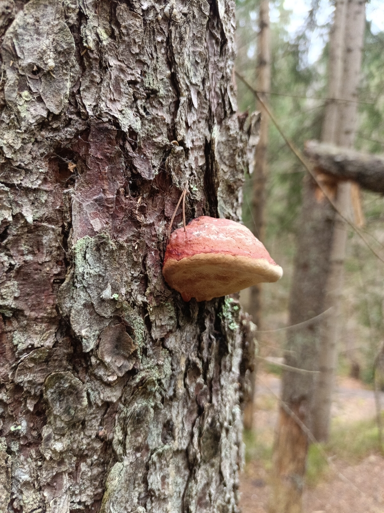 Fomitopsis pinicola · April 2026 · photo: © olenavakarenko (iNaturalist, cc-by)