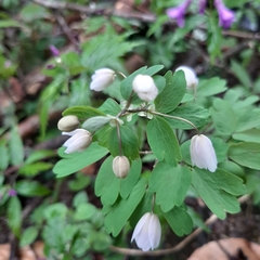 Isopyrum thalictroides