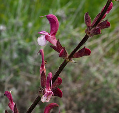 Salvia hierosolymitana hierosolymitana