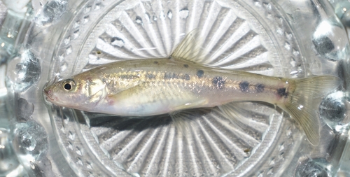 Ji's golden-line fish (Sinocyclocheilus jii) — Cyprinidae