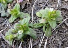 Cerastium glomeratum