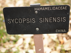 Sycopsis sinensis