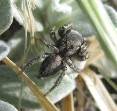 Habronattus altanus