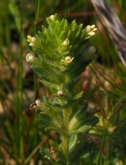 Parentucellia flaviflora