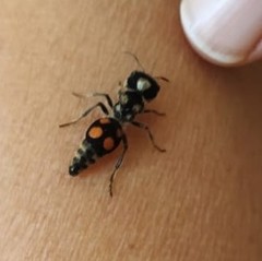 Pseudomethoca hilaris