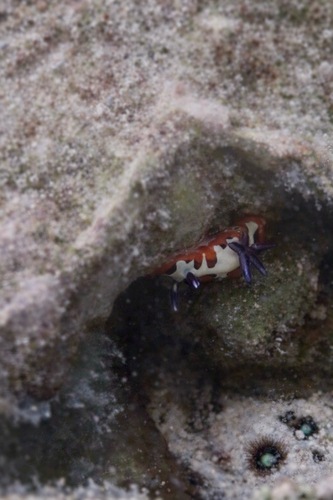 Goniobranchus fidelis