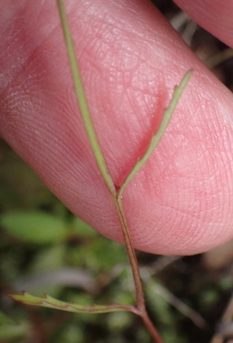 Lobelia flaccida, photograph 6